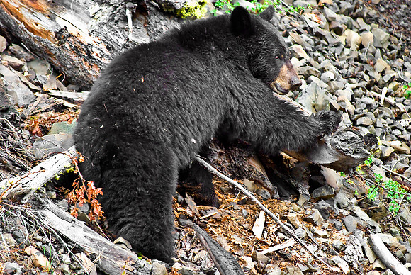 (�2010) "Rosie" (Black Bear sow and cub)
