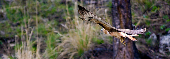(�2010) Red-tailed Hawk