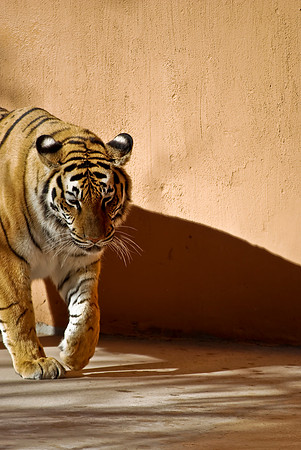 Bengal Tiger