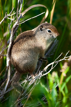 (�2012) Uinta Ground Squirrel