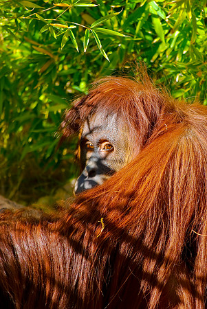 Orangutan