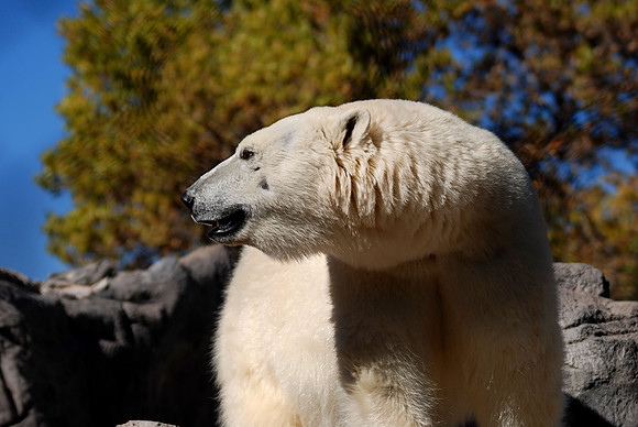 Polar Bear