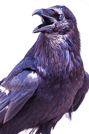 (�2012) Raven (Common Raven)
