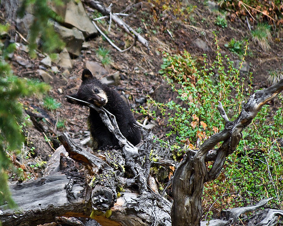(�2010) "Rosie" (Black Bear sow and cub)