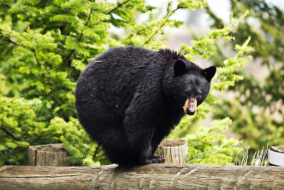 (�2010) "Rosie" (Black Bear sow and cub)
