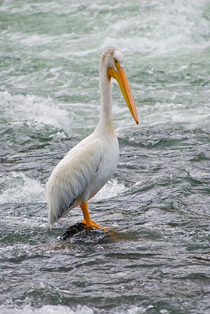 (�2009) Pelican