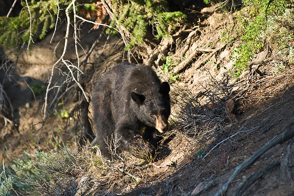 (�2009) Black Bear