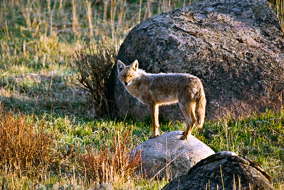 (�2010) Coyote