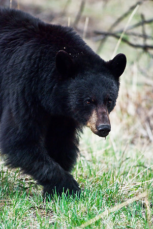 (�2010) Black Bear