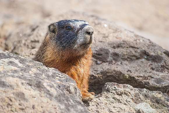 (�2012) Yellow-bellied Marmot