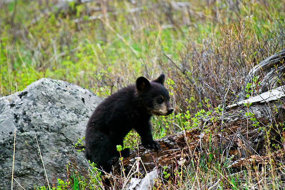(�2010) Black Bear Cub