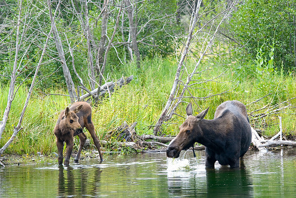 (�2009) Moose (Cow with Calf)