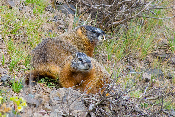 (�2009) Yellow-bellied Marmot