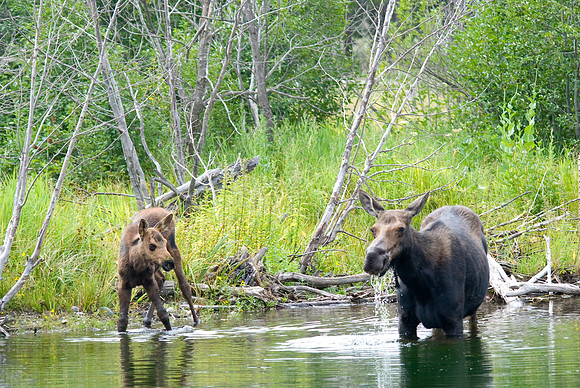(�2009) Moose (Cow with Calf)