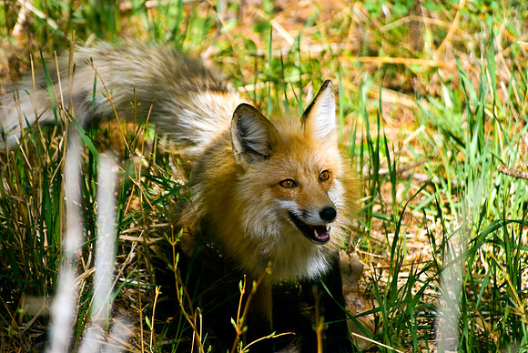 (�2010) Red Fox