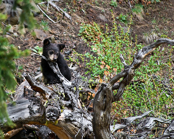 (�2010) "Rosie" (Black Bear sow and cub)