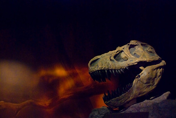 Fossils