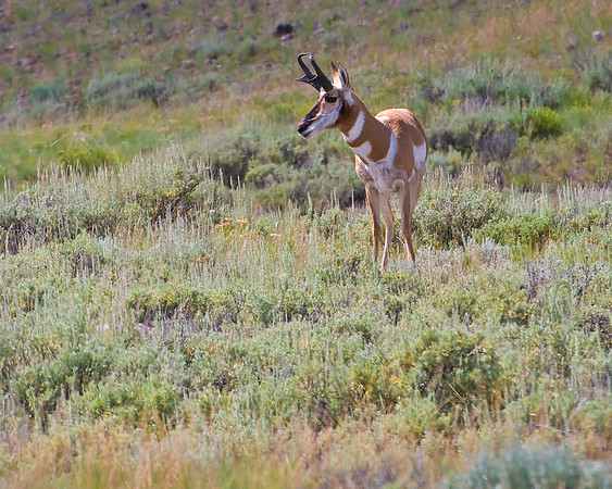 (�2009) Pronghorn