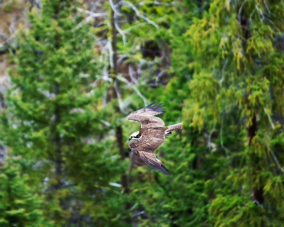 (�2010) Osprey