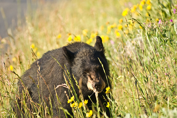 (�2009) Black Bear