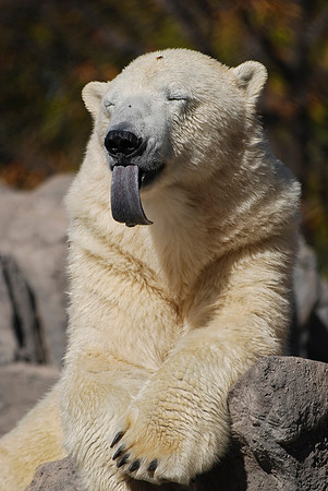 Polar Bear
