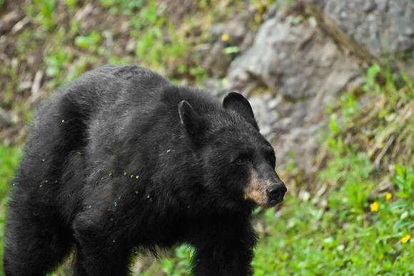 (�2009) Black Bear