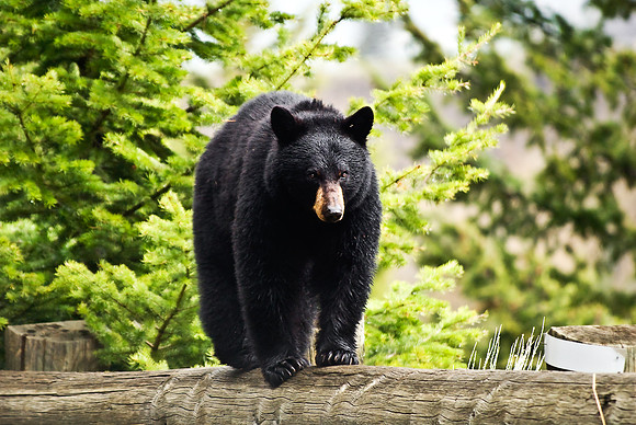 (�2010) "Rosie" (Black Bear sow and cub)