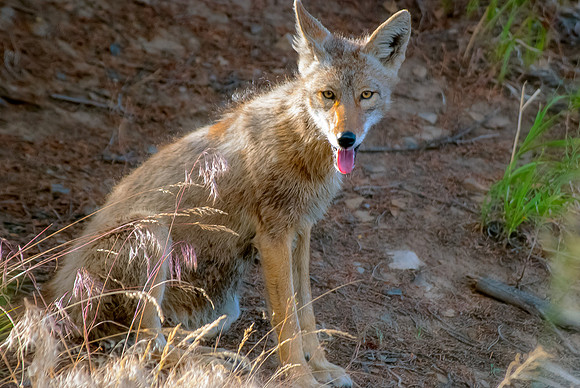 (�2012) Coyote