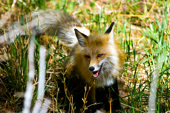 (�2010) Red Fox