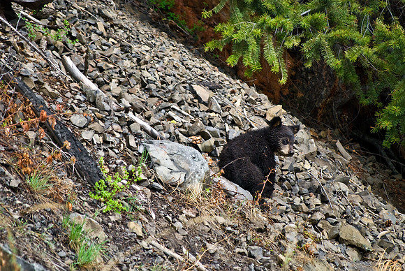 (�2010) "Rosie" (Black Bear sow and cub)