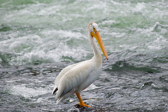 (�2009) Pelican