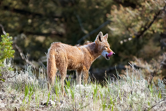 (�2012) Coyote