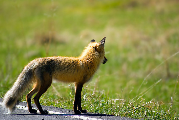 (�2010) Red Fox