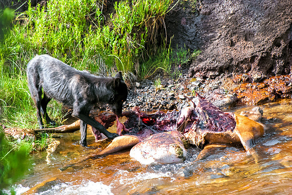 (�2012) Grey Wolf (Canyon Pack)
