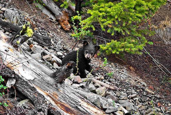 (�2010) "Rosie" (Black Bear sow and cub)