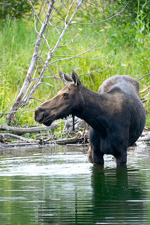 (�2009) Moose (Cow with Calf)