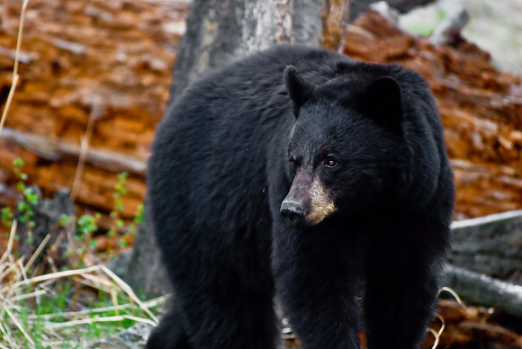 (�2010) Black Bear