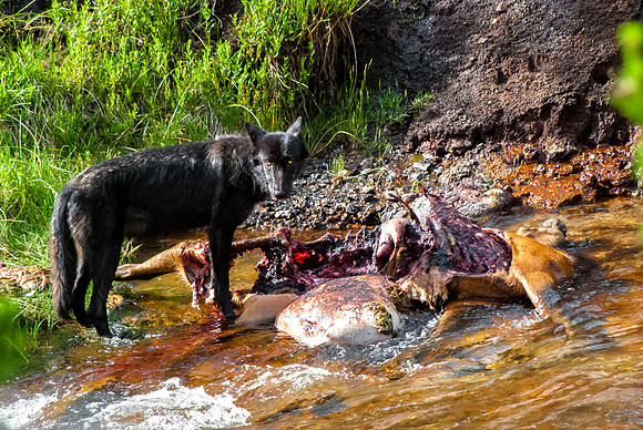 (�2012) Grey Wolf (Canyon Pack)