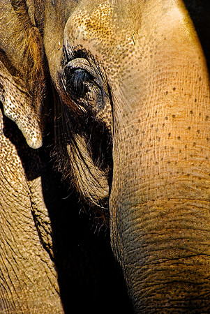 The Phant