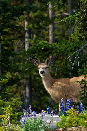(�2009) Mule Deer Buck
