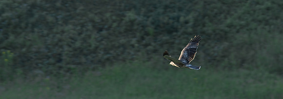 (�2009) Hawk in Flight
