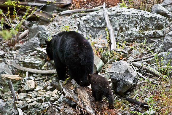 (�2010) Black Bear