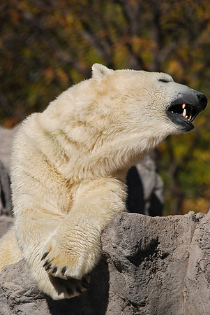 Polar Bear