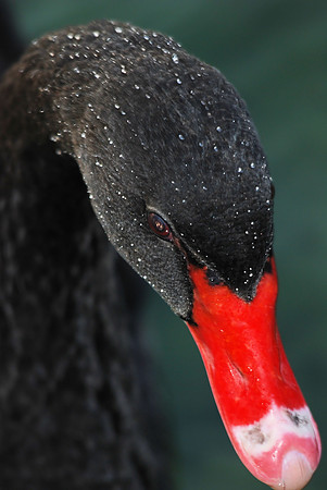 Black Swan