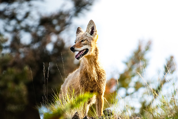 (�2012) Coyote