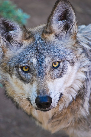Lobo