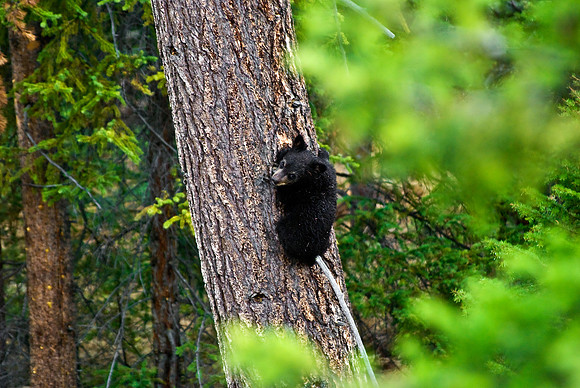 (�2010) "Rosie" (Black Bear sow and cub)
