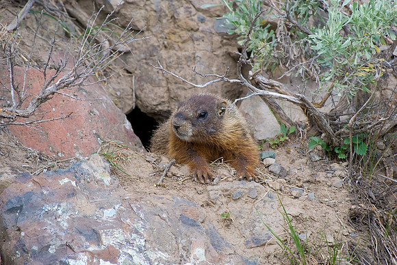 (�2009) Yellow-bellied Marmot