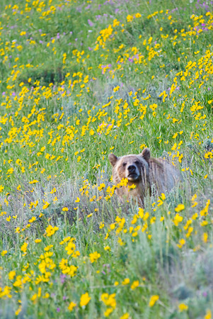 (�2009) Grizzly Bear (Juvenile)
