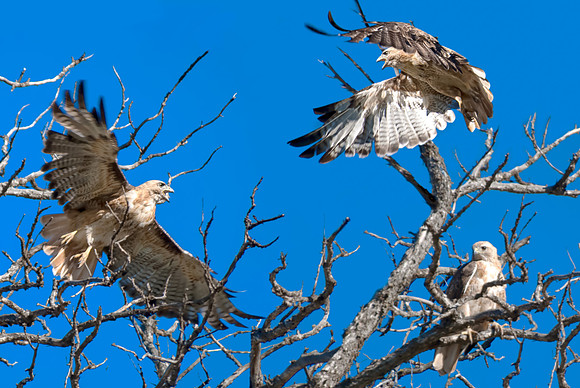 (�2012) Hawk